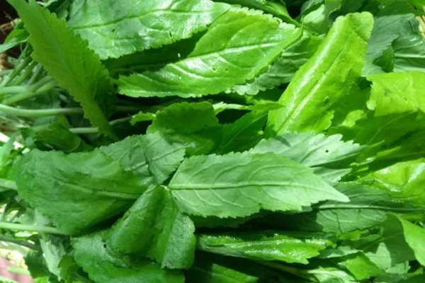解读回应 关切回应  食用野菜重在尝鲜,品味,不要贪吃.