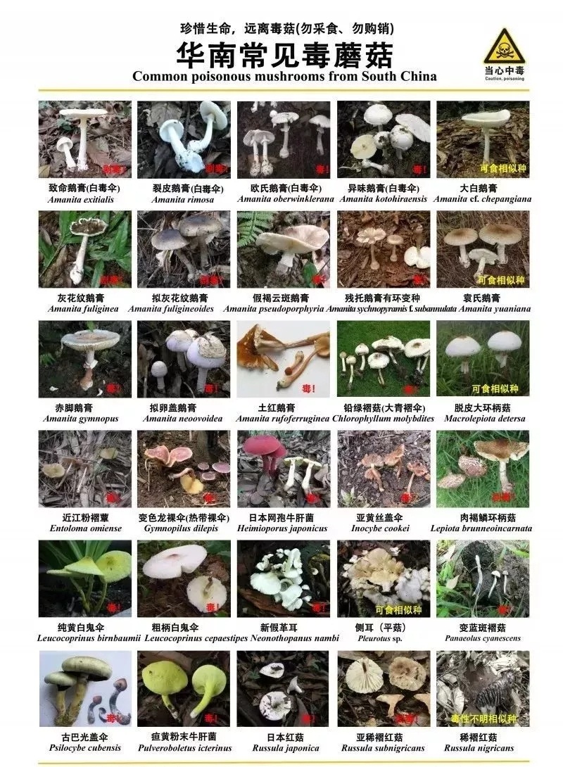 高能预警致命毒蘑菇又来了碰到这些蘑菇一定要绕开